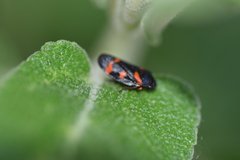 Cercopis intermedia