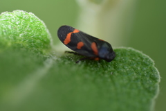 Cercopis intermedia