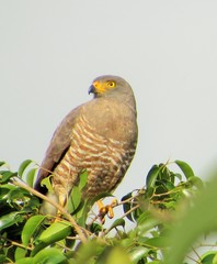 Rupornis magnirostris