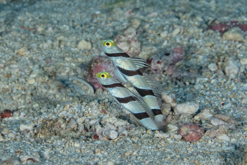 Yellownose shrimpgoby (Stonogobiops xanthorhinica) — Gobiidae — 4