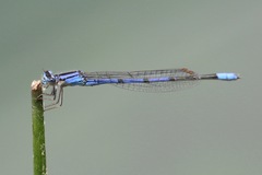 Enallagma semicirculare