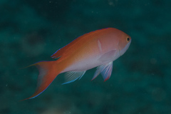 Pseudanthias cooperi