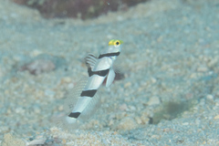 Stonogobiops xanthorhinicus