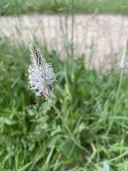 Plantago media