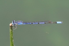 Enallagma semicirculare