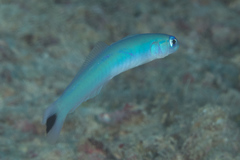 Ptereleotris heteroptera