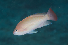 Pseudanthias hypselosoma