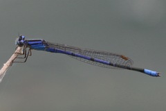 Enallagma semicirculare