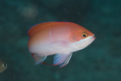 Pseudanthias cooperi