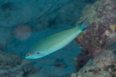 Pseudocoris yamashiroi