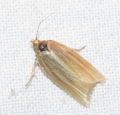 Clepsis clemensiana