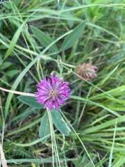Trifolium medium
