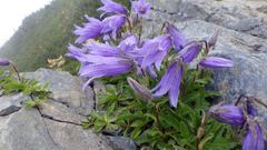 Campanula chamissonis