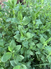 Polygonum