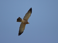 Accipiter brevipes