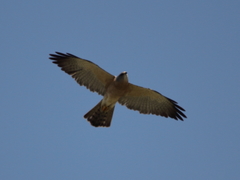 Accipiter brevipes