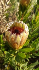 Protea burchellii × laurifolia