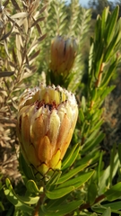 Protea burchellii × laurifolia