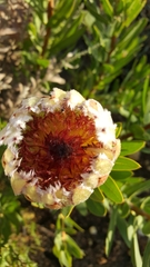 Protea burchellii × laurifolia
