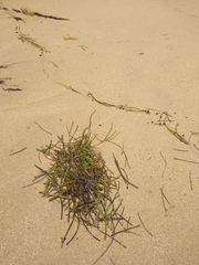 Cymodoceaceae