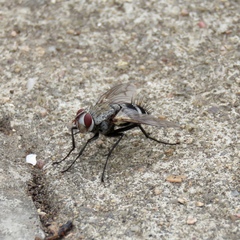 Microphthalma disjuncta