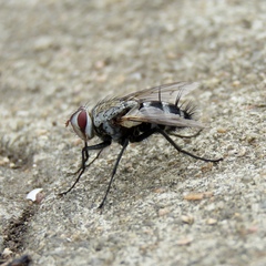 Microphthalma disjuncta