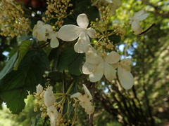 Hydrangea paniculata