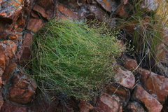 Wahlenbergia magaliesbergensis