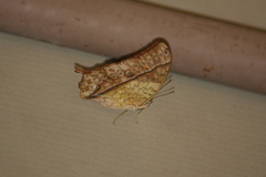 Charaxes varanes vologeses