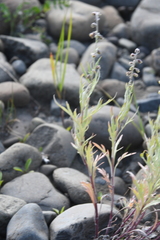 Artemisia leucophylla