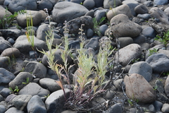Artemisia leucophylla