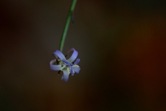 Wahlenbergia magaliesbergensis