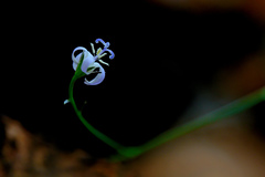 Wahlenbergia magaliesbergensis