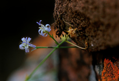 Wahlenbergia magaliesbergensis