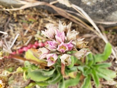 Allium dichlamydeum