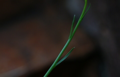 Wahlenbergia magaliesbergensis
