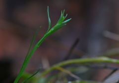 Wahlenbergia magaliesbergensis