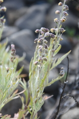 Artemisia leucophylla