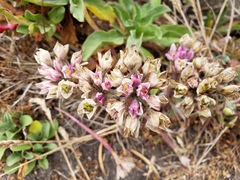 Allium dichlamydeum