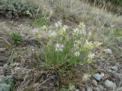 Oxytropis borealis viscida