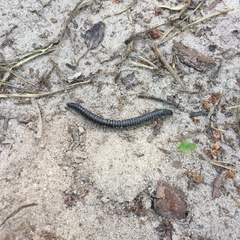 Rossiulus kessleri