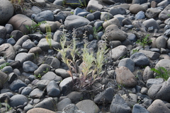 Artemisia leucophylla