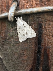 Acronicta psi