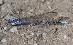 Argia munda