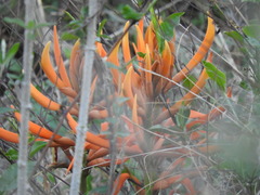 Erythrina leptorhiza