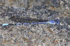 Argia munda