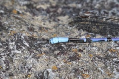 Argia munda