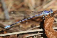 Argia munda