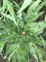 Harmonia axyridis
