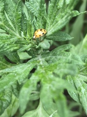 Harmonia axyridis